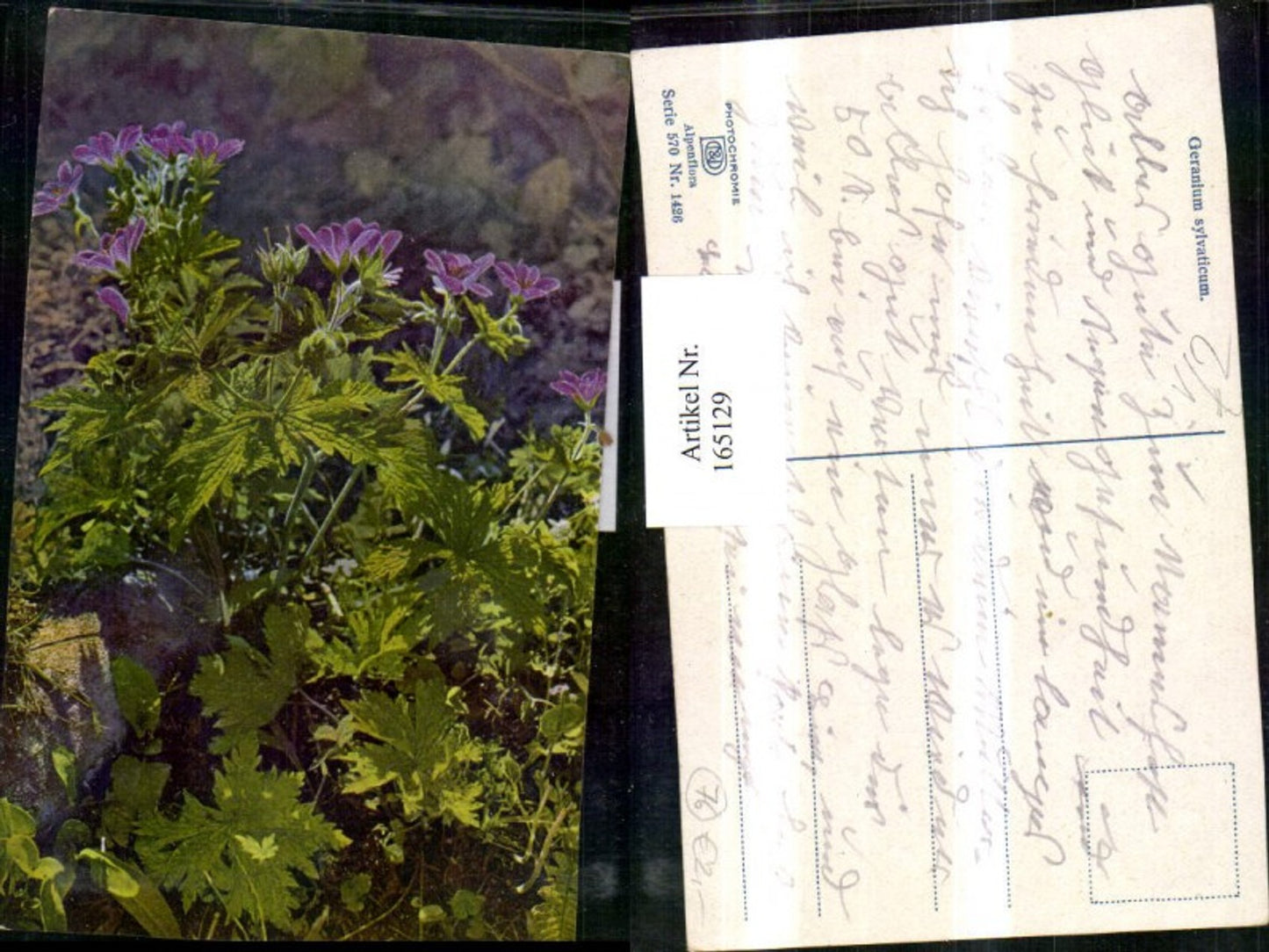 165129,Photochromie Nenke & Ostermaier 570/1426 Blumen