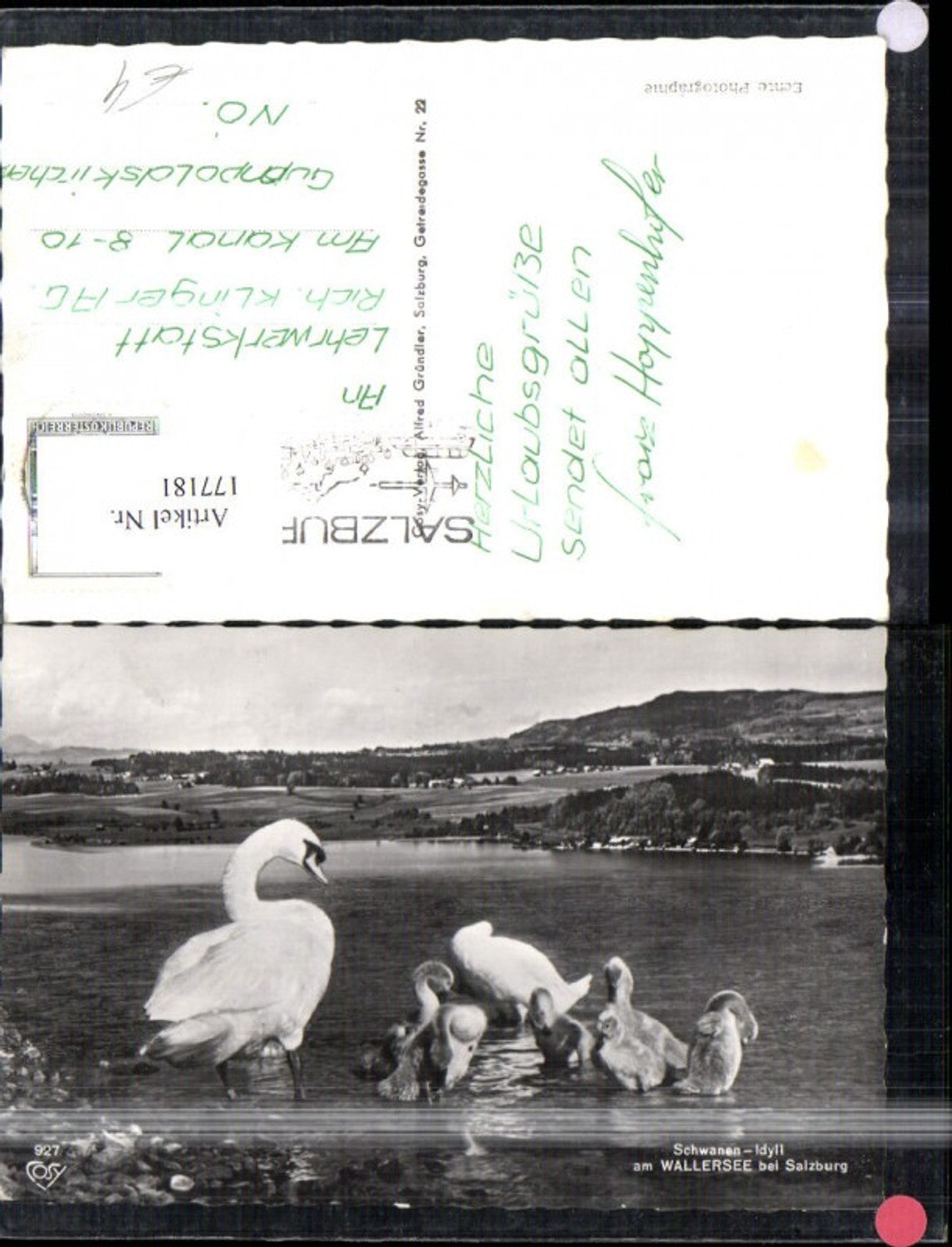 177181,Wallersee b. Salzburg Foto Ak Schwanenidyll Schwäne Schwan