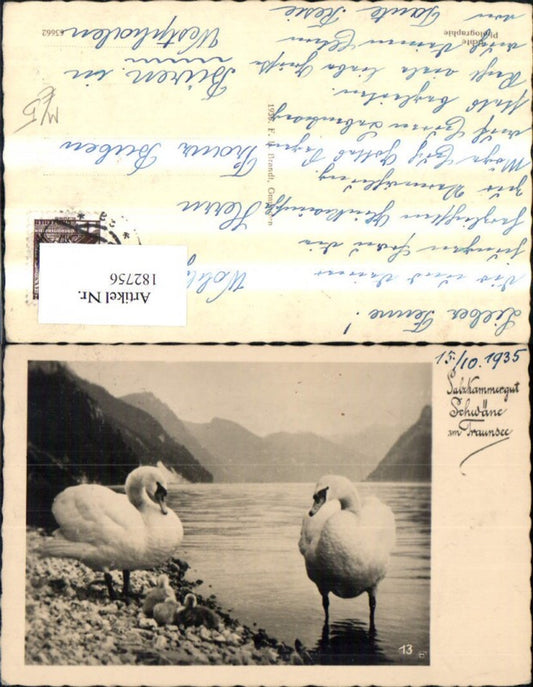 182756,Salzkammergut Schwäne a. Traunsee Schwan Foto Ak pub F. E. Brandt 13