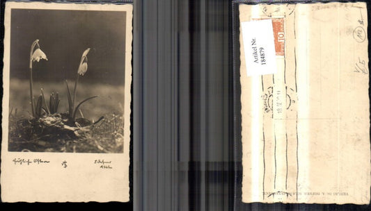 184879, Dr. Defner A 265a Happy Easter Snowdrops