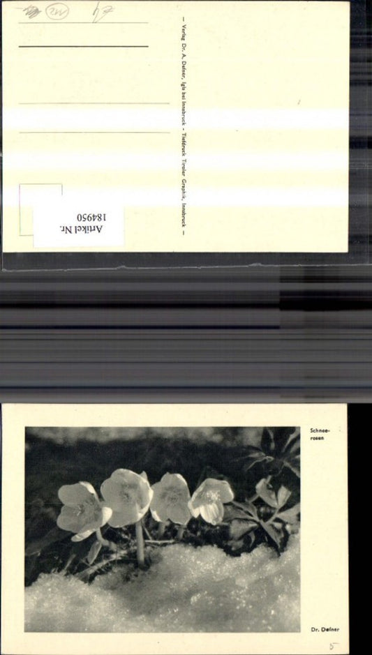 184950, Dr. Defner Snow Roses