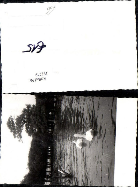 192249,Gmunden Foto Ak Hochwasser 1959 Traunsee Schwäne Statue Denkmal Kaiser Franz Josef pub F. E. Brandt