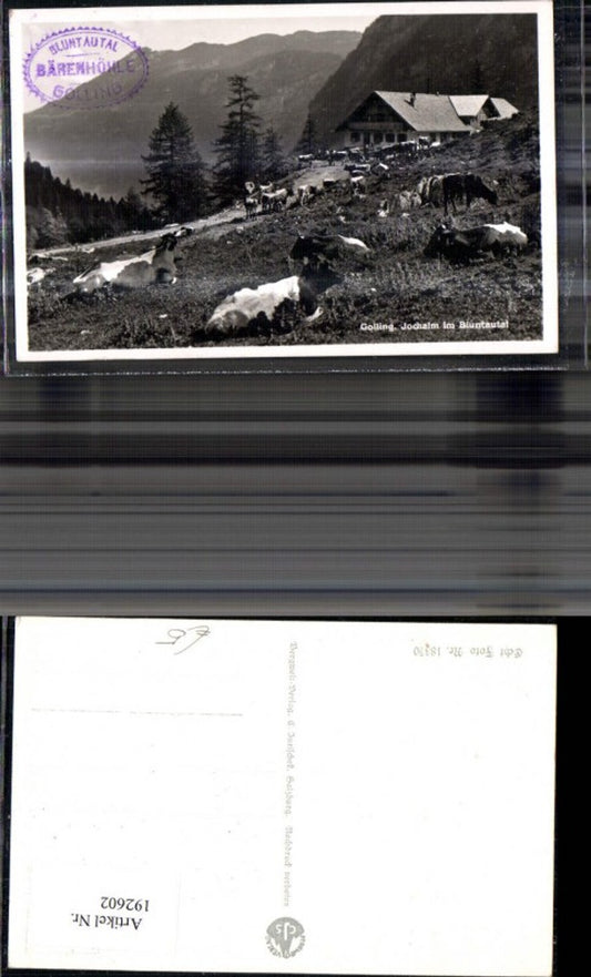 192602,Golling Jochalm i. Bluntautal Kühe Weide Foto Ak