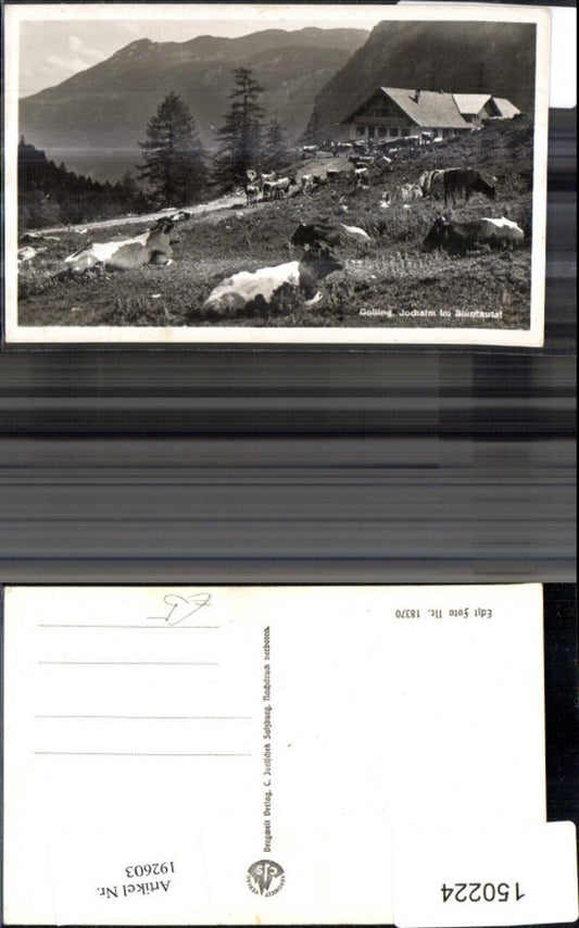 192603,Golling Jochalm i. Bluntautal Kühe Weide Foto Ak