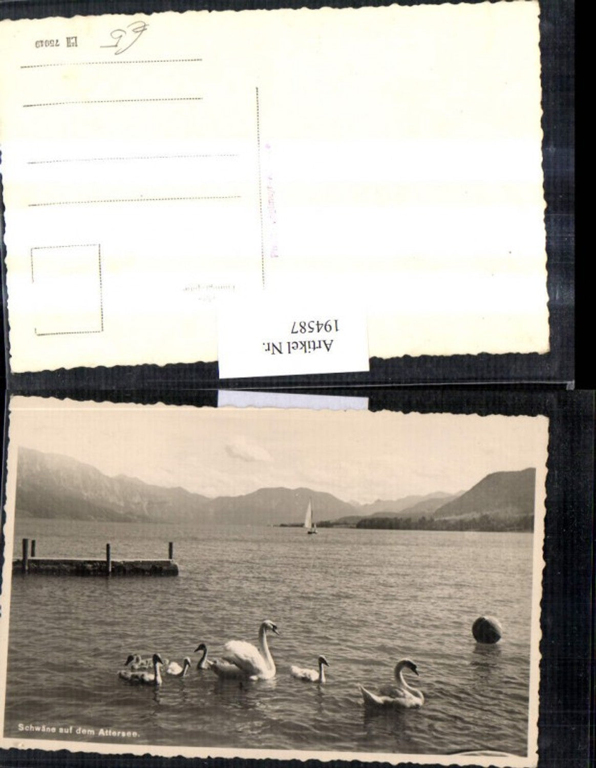 194587,Schwäne auf d. Attersee See Schwan