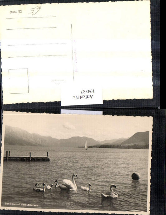 194587,Schwäne auf d. Attersee See Schwan