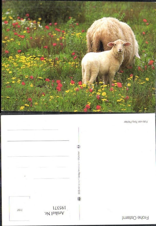 195371, SOS Children's Village 7/97 Happy Easter Sheep in a meadow