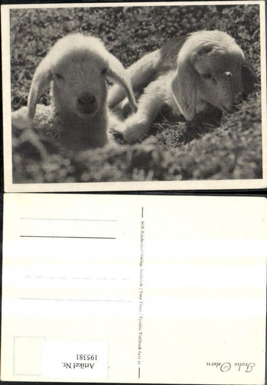 195381, SOS Children's Village Happy Easter Lambs