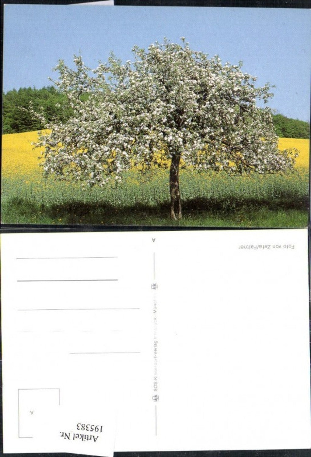 195383, SOS Children's Village 0/920 A Tree Blossom of Rapeseed Field