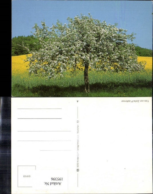 195396, SOS Children's Village 0/9103 Tree Blossom of Rapeseed Field