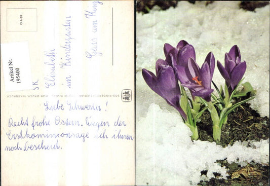195400,SOS Children's Village O 4/69 Crocus in the Snow