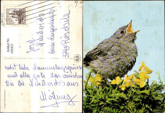 195433,SOS Kinderdorf Junger Rotschwanz Vogel Blume