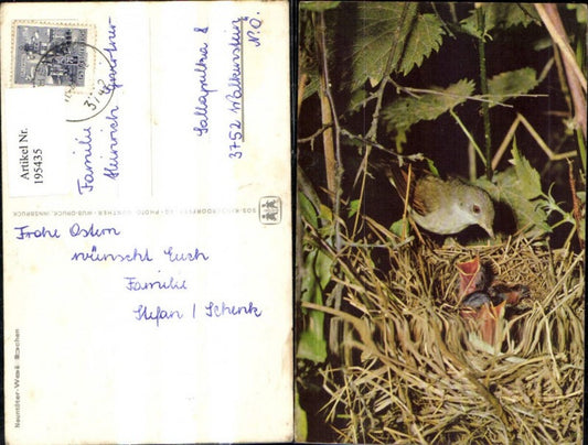 195435,SOS Kinderdorf Neuntöter Weibchen Vogel Vogelnest m. Jungvögel Fütterung