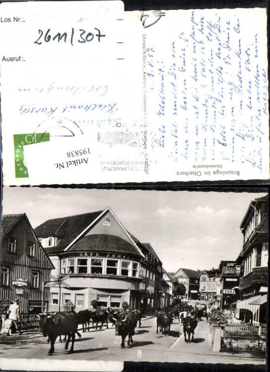 195838,Braunlage i. Oberharz Damenkapelle Kühe