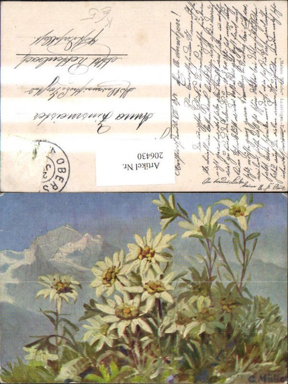 206430, Artist AK C. Müller Edelweiss Flowers