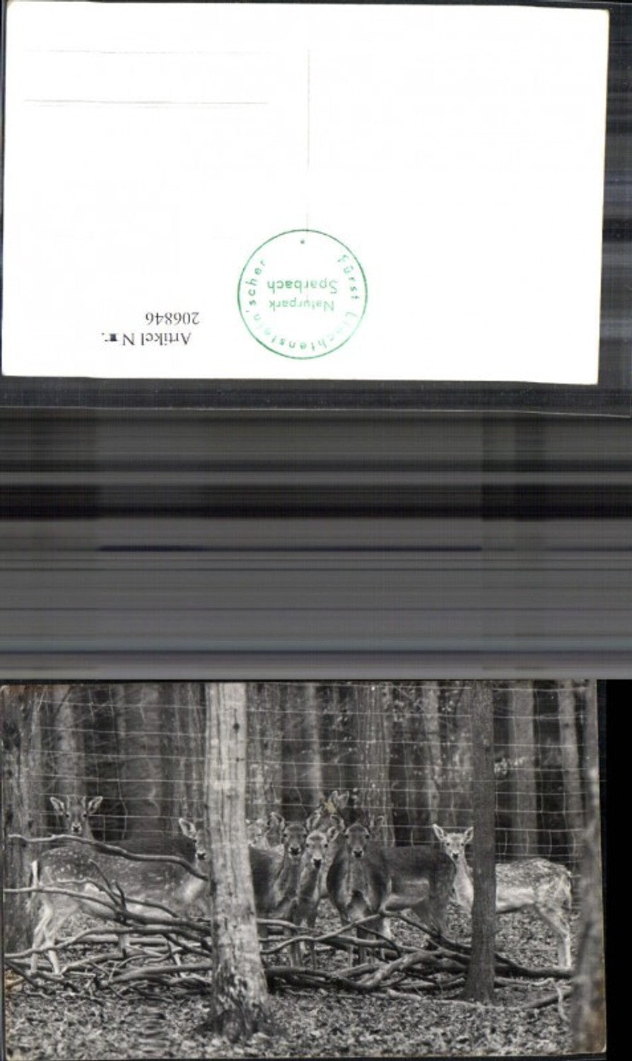 206846,Foto Ak Fürst Liechtensteinischer Naturpark Sparbach Wild Rehe