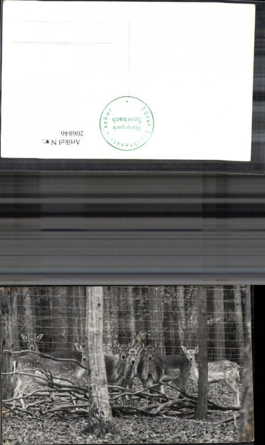 206846,Foto Ak Fürst Liechtensteinischer Naturpark Sparbach Wild Rehe