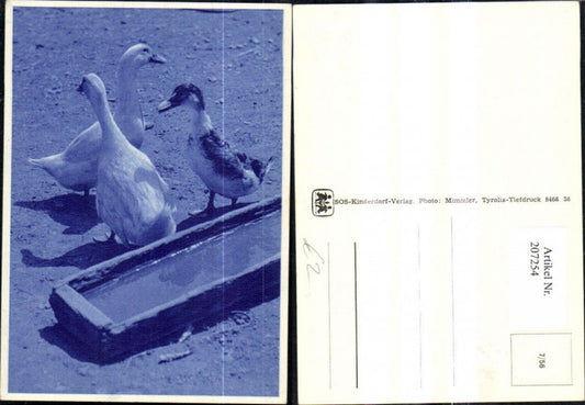 207254,SOS Kinderdorf 7/56 Gans Gänse Ente b. Wassertrog