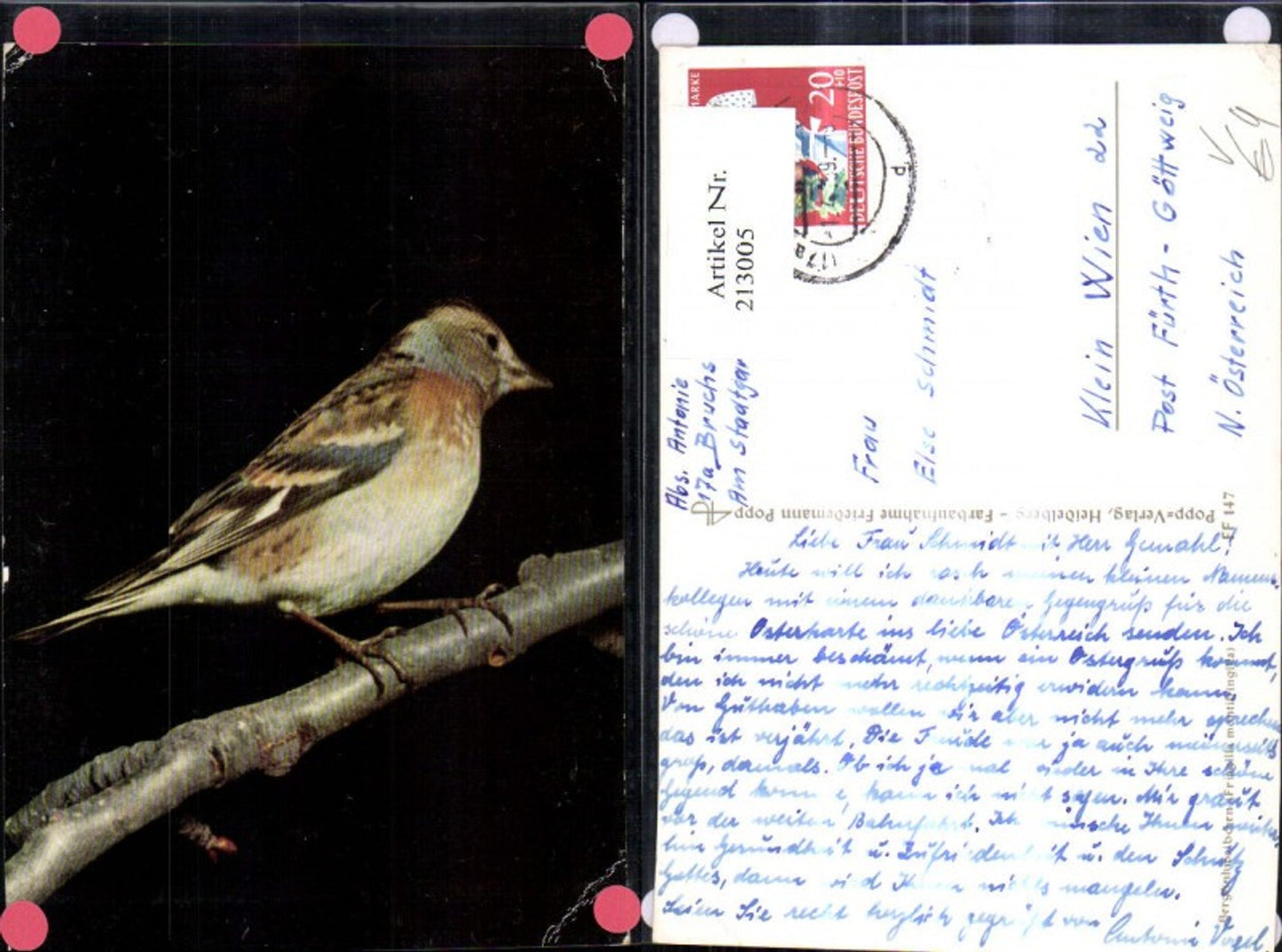 213005,Popp Verlag FF 147 Bergfinkenweibchen Vogel a. Ast sitzend