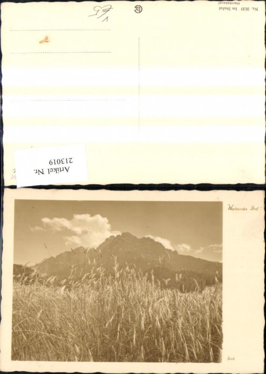 213019,Fotokunst Groh 3137 Im Stubai Wachsendes Brot Getreide Feld