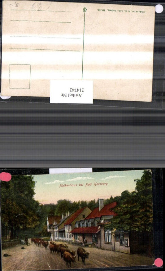 214742,Bad Harzburg Molkenhaus Strassenansicht m. Kühen