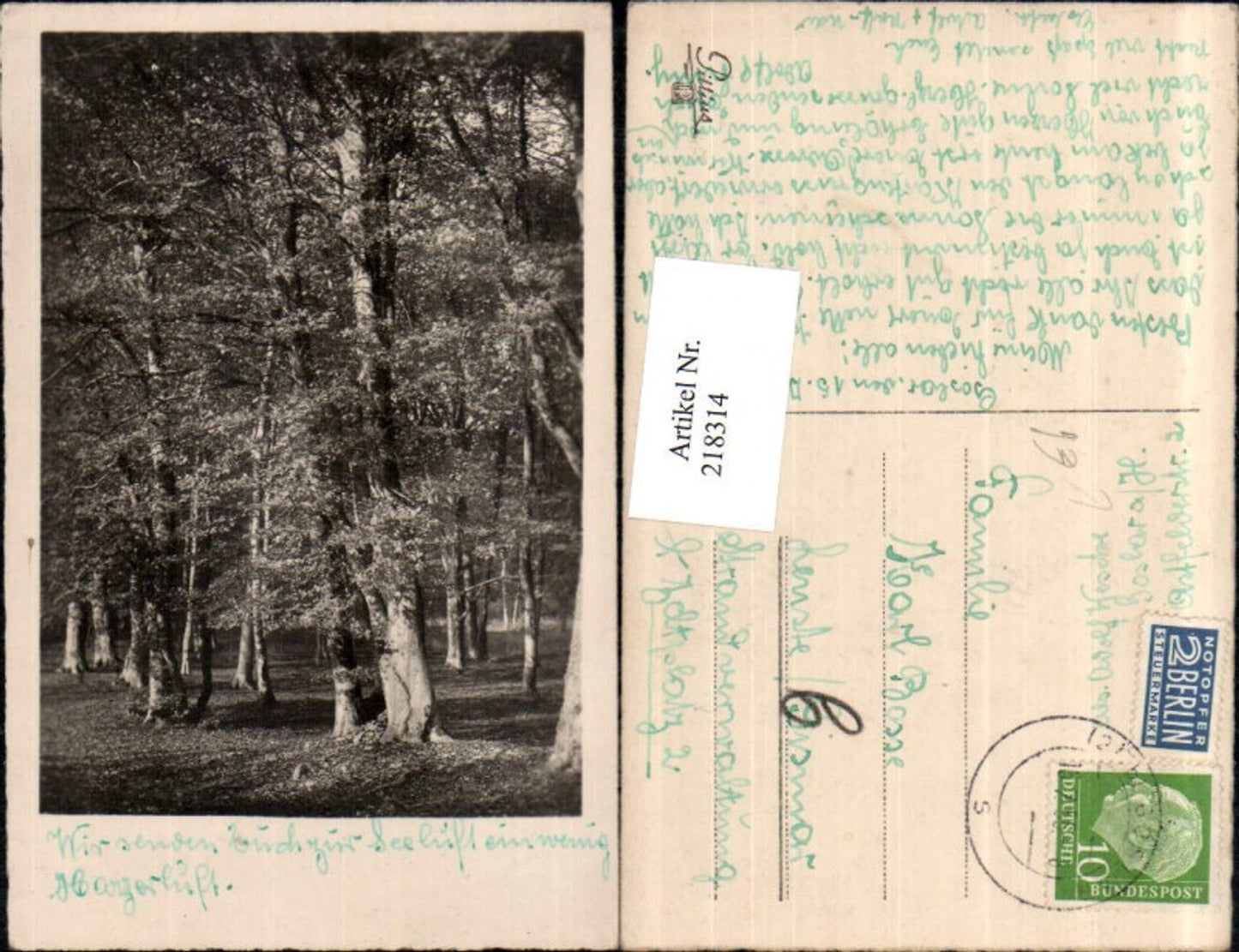 218314,Goslar Partie im Wald Bäume