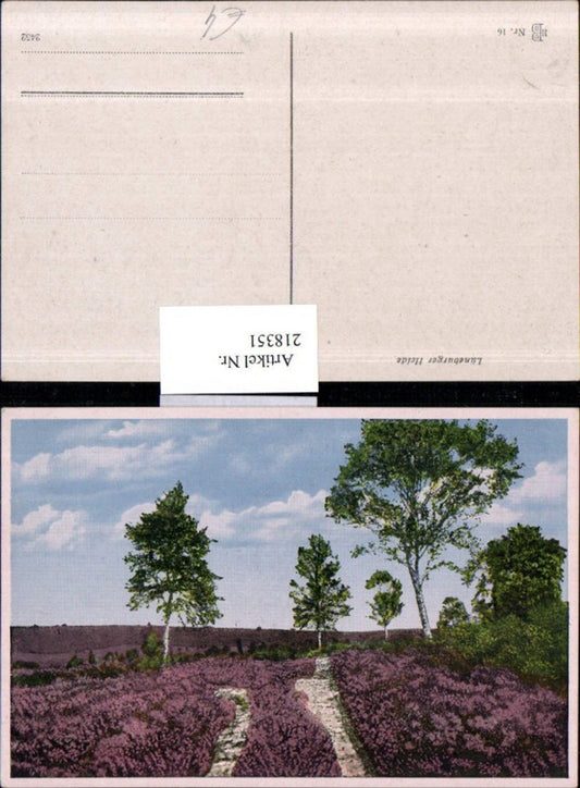 218351,Lüneburger Heide b. Lüneburg Feld Blumen Partie