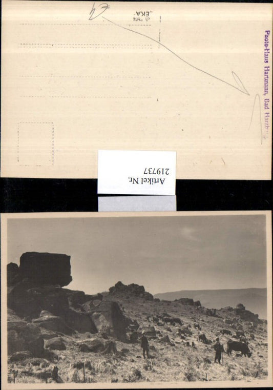 219737,Bad Harzburg Partie Felsen Kühe Bauern pub Photo-Haus Hartmann