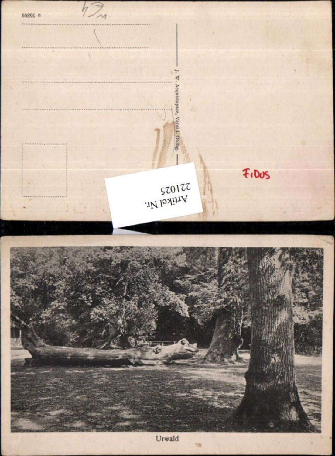 221025,Varel i. Oldenburg Urwald Partie