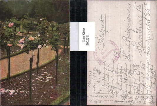 2002511,Rosenbäume Rosen Rosenblüten