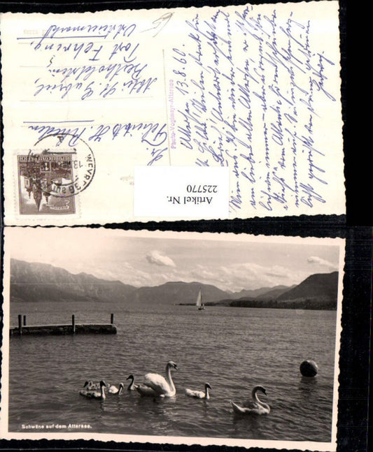 225770,Schwäne auf d. Attersee Partie See b. Weyregg