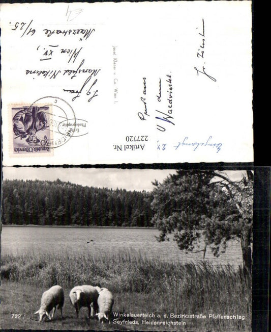 227720,Winkelauerteich a. d. Bezirksstraße Pfaffenschlag Seyfrieds Heidenreichstein Partie Schafe