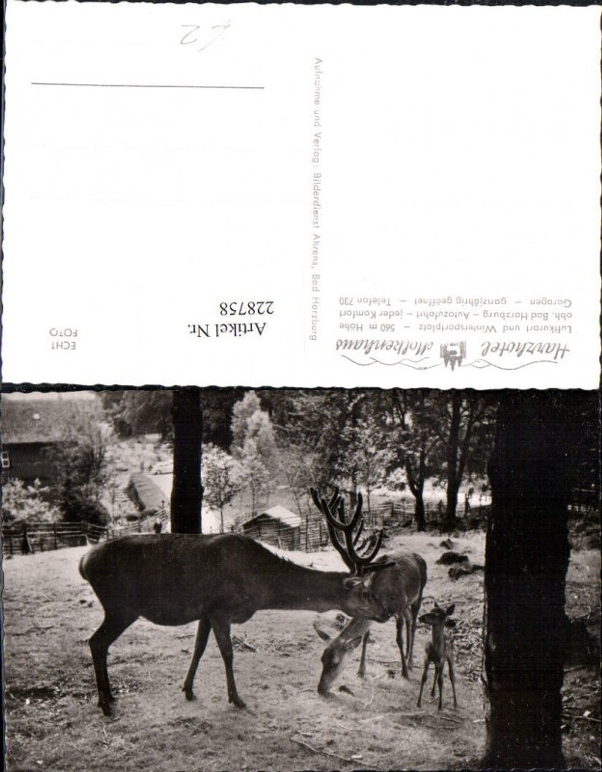 228758,Harzhotel Molkenhaus b. Bad Harzburg Wild Hirsch Reh Rehkitz