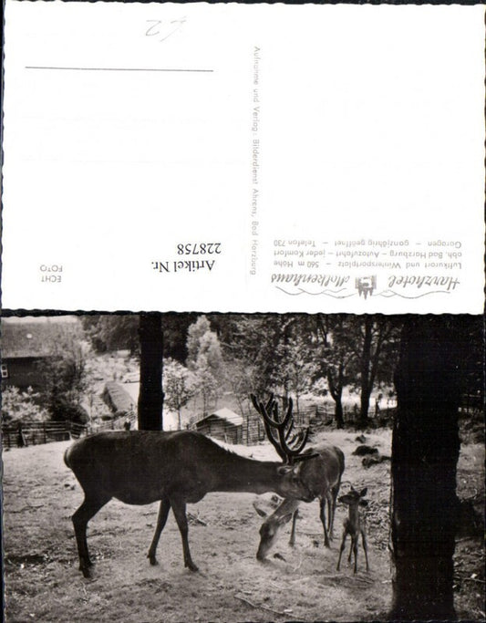 228758,Harzhotel Molkenhaus b. Bad Harzburg Wild Hirsch Reh Rehkitz