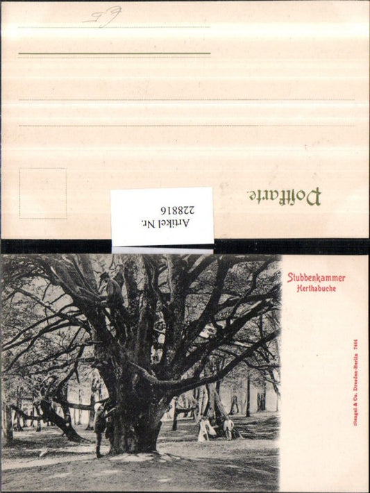228816,Stubbenkammer Herthabuche Baum b. Rügen