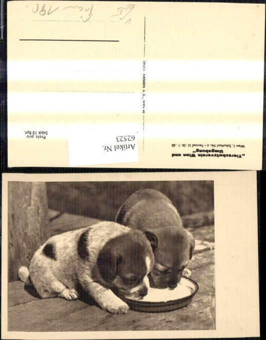 62523,Österreichischer Tierschutzverein Hunde Welpen trinken Milch a. Schüssel