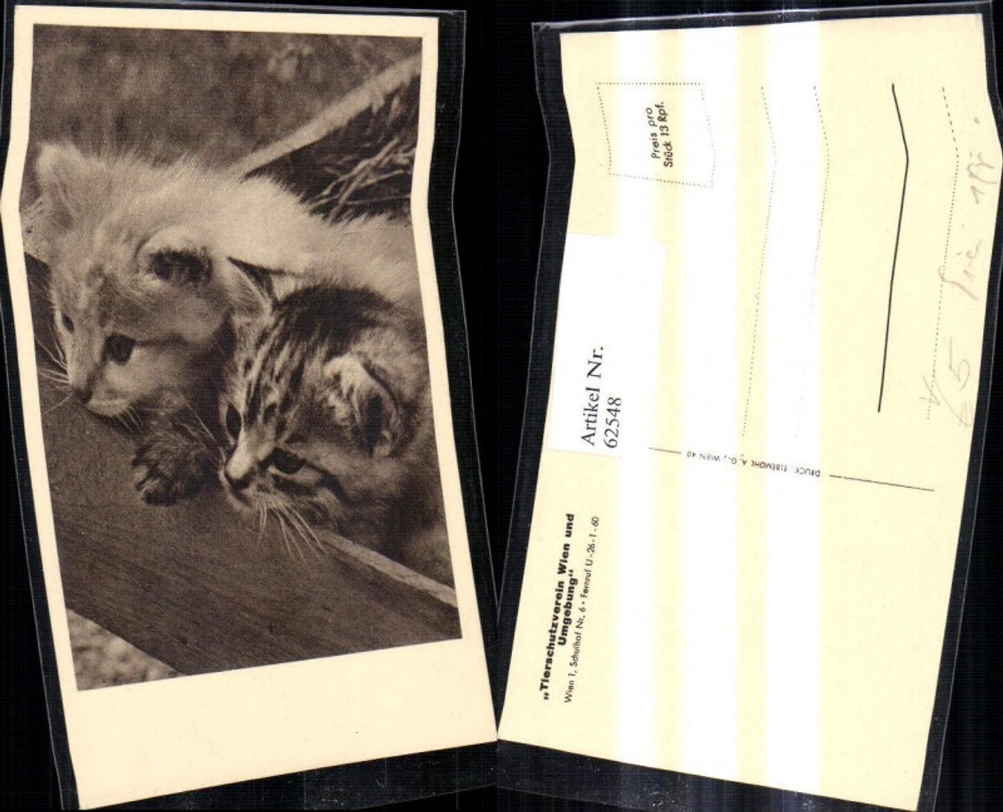 62548,Österreichischer Tierschutzverein Katzen Katzenkinder schauen a. Holzkiste