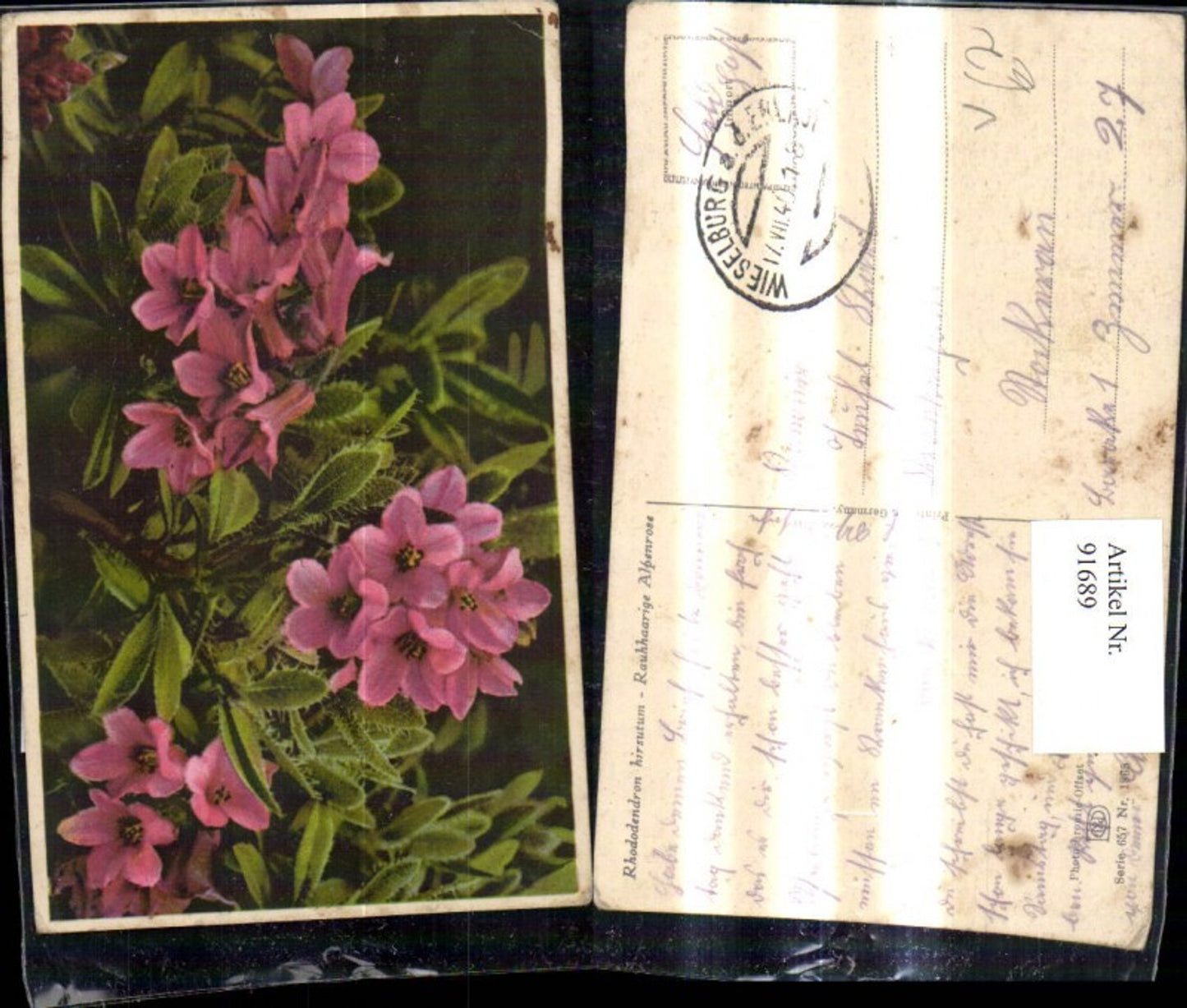 91689,Photochromie Nenke & Ostermaier 657/1865 Rauhhaarige Alpenrose Blume