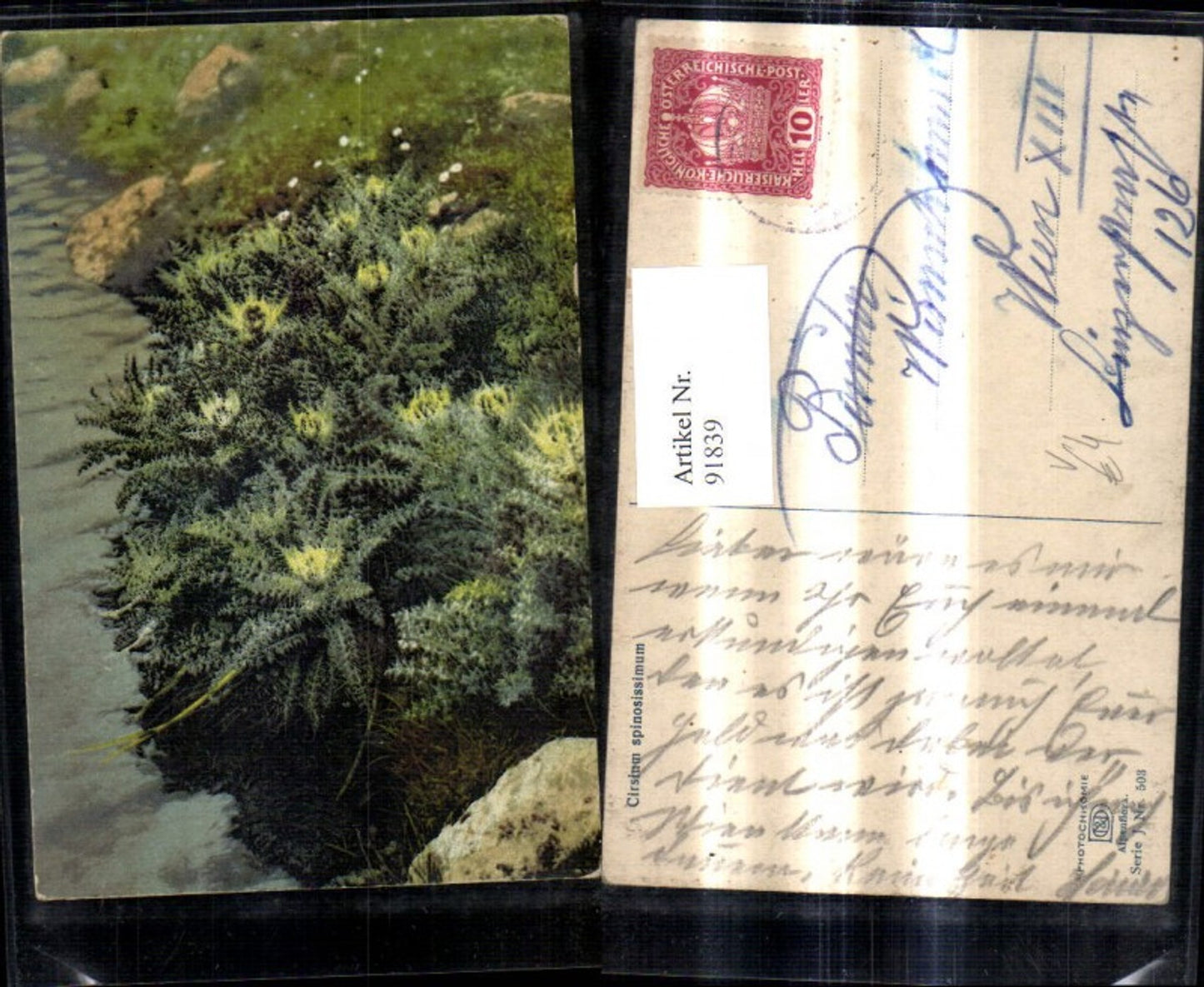 91839,Photochromie Nenke & Ostermaier J/503 Cirsium spinosissimum Blumen Pflanze