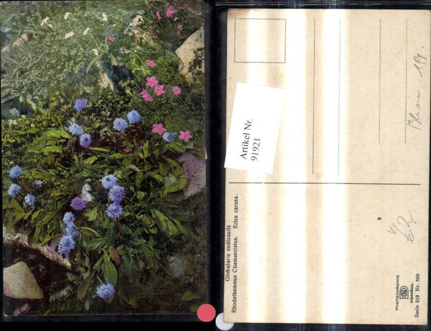 91921,Photochromie Nenke & Ostermaier 519/898 Alpenflora Blumen Steine