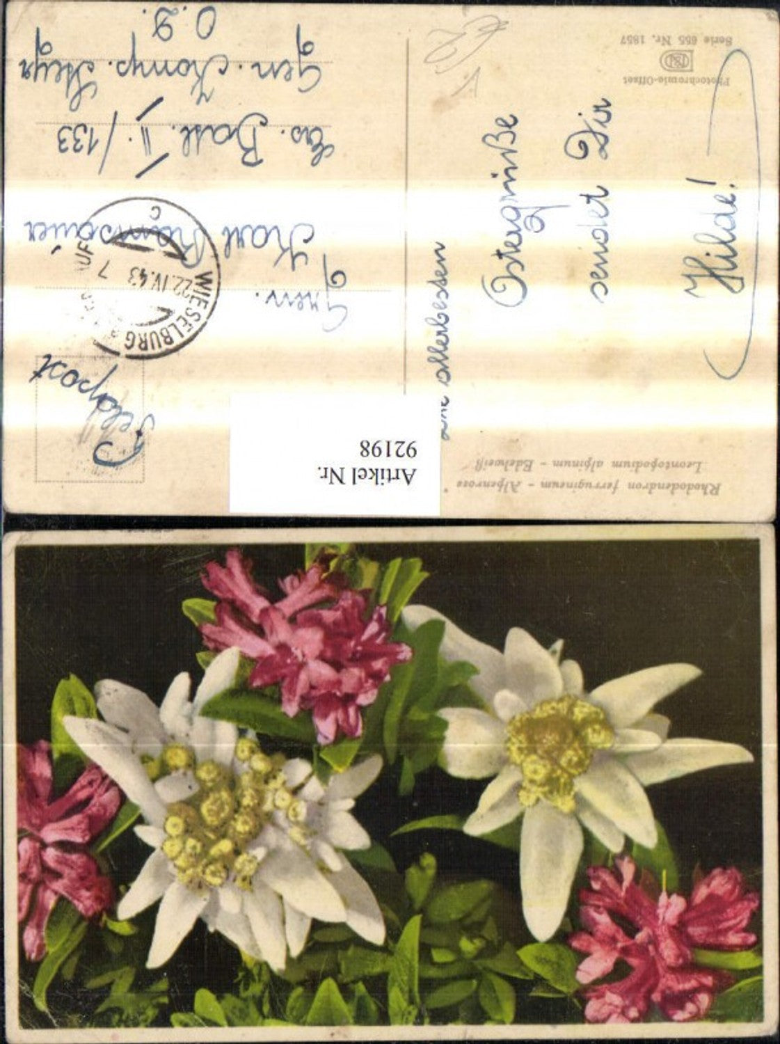 92198,Photochromie Nenke & Ostermaier 655/1857 Alpenrose Edelweiß Blume
