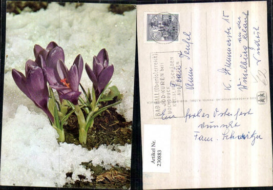 230883, SOS Children's Village Crocus Crocuses Detail View