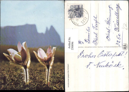 230896, SOS Children's Village Mountain Flowers Detail view opposite the Schlern
