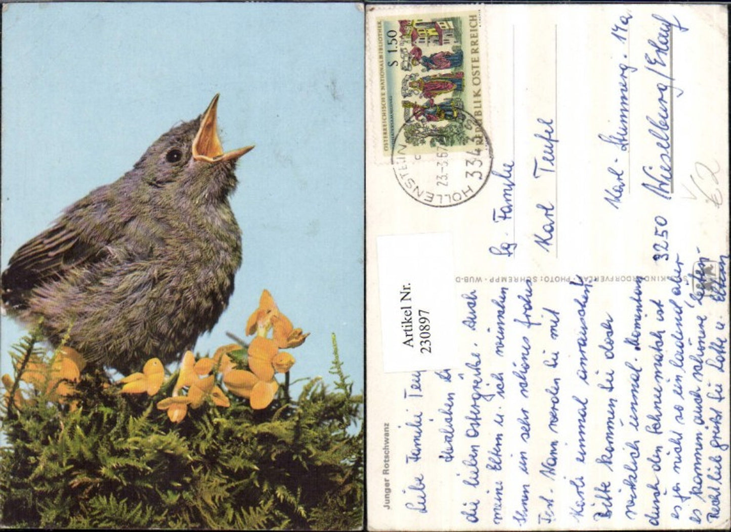 230897,SOS Kinderdorf Junger Rotschwanz Vogel