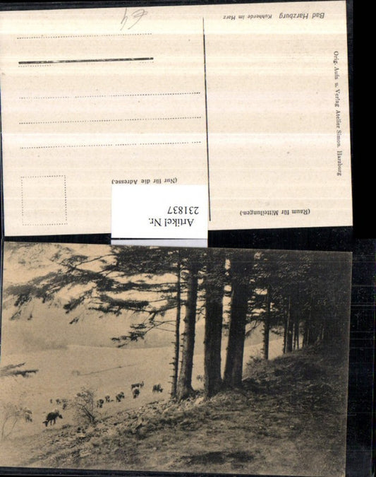 231837,Bad Harzburg Kuhherde im Harz Partie