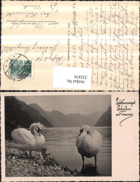 232474,Gmunden Schwäne am Traunsee pub F. E. Brandt 13