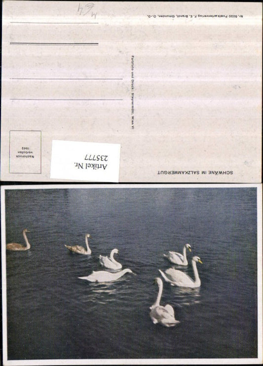 235777,Schwäne im Salzkammergut See pub F. E. Brandt 5020