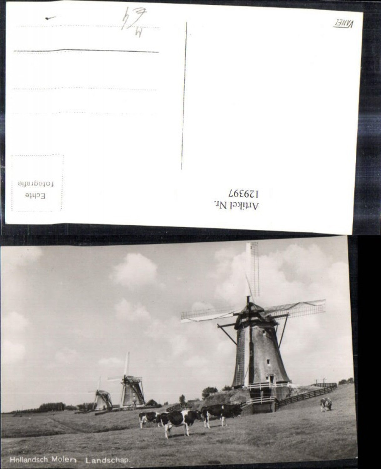 129397,Foto Ak Hollandsch Molen Landschap Windmühlen Holland Kühe Rinder Weide