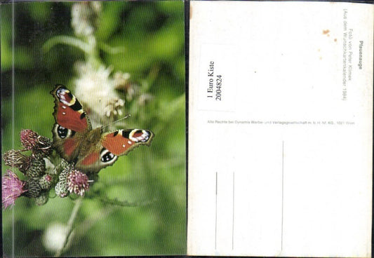 2004824,Schmetterling Pfauenauge