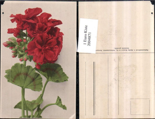 2004871,Blumen Pelargonien Blüten